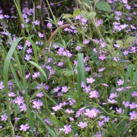 Pink Purslane